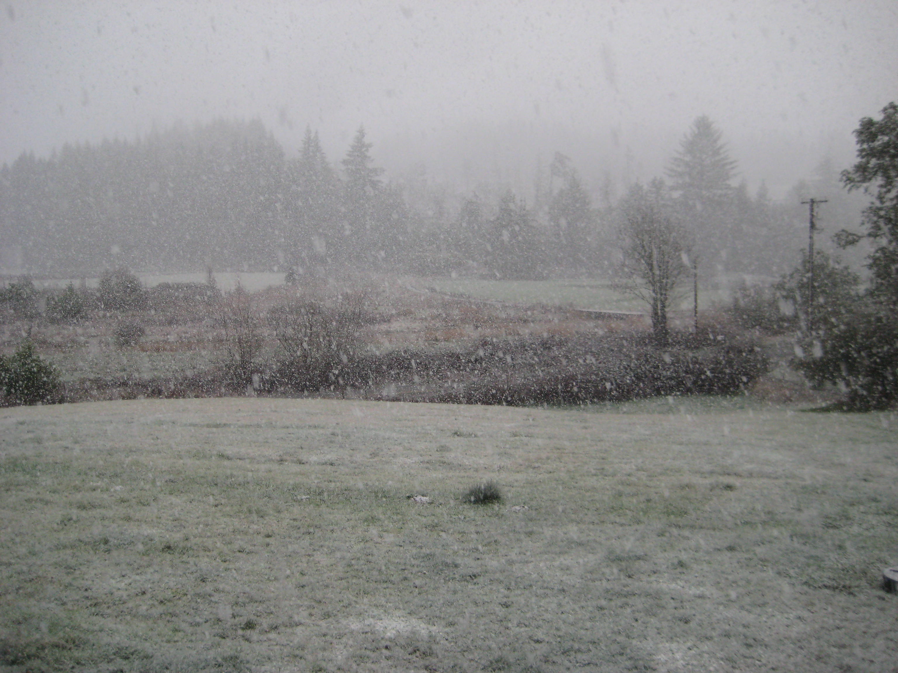 Picture of snow falling into my front yard